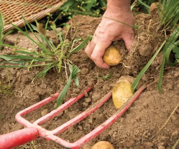 Agriculture Tools